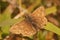 Closeup of the small brown Dingy skipper butterfly, Erynnis tages