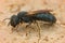 Closeup of small carpenter bee Ceratina chalcites in Southern France