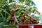 Closeup of small chihuahua statues with an \\\