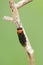 Closeup on a small colorful sawfly, Eutomostethus ephippium sitting on a twig
