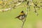 Closeup of a small common firecrest Regulus ignicapilla bird f