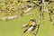 Closeup of a small common firecrest Regulus ignicapilla bird f