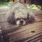 Closeup of small cute dog laying on rustic wooden deck