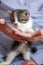 Closeup of small cute gray kitten in female hands