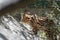 Closeup of a small cute serval cat in a zoo during daylight