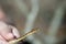 Closeup of a small cute snake held by a hand with blurred background