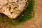 Closeup of a small daisy on background of a rock