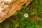 Closeup of a small daisy on background of a rock