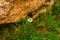 Closeup of a small daisy on background of a rock