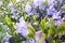 Closeup of small, delicate and bright flowers of periwinkle in sunny day