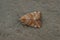 Closeup on a small Dun bar owlet moth, Cosmia trapezina sitting on a stone