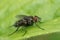 Closeup on a small European parasitic tachinid fly, Nemorilla floralis, sitting on a green leaf