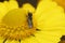 Closeup on a small female Large-headed Armoured-Resin Bee, Heriades truncorum, on a yellow Helenium flower