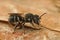 Closeup on a small female solitary resin bee, Heriades crenulatus in Gard, France