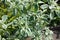 Closeup of small flowers of variegated spurge in August