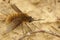 Closeup on a small , fluffy bee fly, Systoechus ctenopterus sitting on the ground