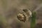 Closeup on a small fluffy Bombylius venosus gray hairy bee fly on a dried flower