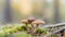 Closeup small fresh mushroom growing on wet ground on blurred background of forest