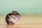 Closeup of a small funny miniature jungar hamster sitting on a floor. Fluffy and cute Dzhungar rat at home