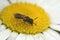 Closeup on a small furrow bee, Lasioglossum, sitting on a common daisy, Bellis perennis flower