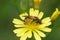 Closeup on a small furrow bee, Lasioglossum on a yellow flower in the garden