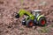Closeup Of Small green Agricultural Toy Tractor loading soil, Icon Farmer Machinery, Agriculture Business Concept