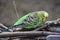 Closeup of a small green budgie sitting on tree branches in a park in Kassel, Germany