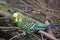 Closeup of a small green budgie sitting on tree branches in a park in Kassel, Germany