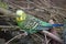 Closeup of a small green budgie sitting on tree branches in a park in Kassel, Germany