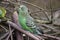 Closeup of a small green budgie sitting on tree branches in a park in Kassel, Germany