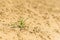 Closeup of a small green plant in the sand of the Great Sandhills of Saskatchewan, Canada