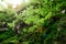 Closeup small green plants growing on the rock with a natural ar