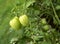 Closeup small green tomatoes hanging on leafy vine in garden