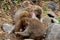 Closeup of a small group of japanese macaques during the winter season