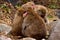 Closeup of a small group of japanese macaques during the winter season