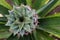 Closeup of small growing pineapple with fresh green leaves