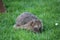 Closeup of a small hedgehog, sitting on a vibrant patch of green grass