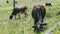 Closeup small herd of different domestic milk cows eat fresh grass at greenfield