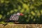 closeup of a small Inca tern perched on a tree in a lush green with a blurry background