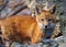 Closeup of a small kit fox (Vulpes macrotis) in a forest