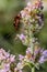 Closeup on a small Mirid bug, Deraeocoris ruber , hanging on a green leaf in the garden