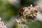 Closeup on a small Mirid bug, Deraeocoris ruber , hanging on a green leaf in the garden