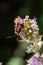 Closeup on a small Mirid bug, Deraeocoris ruber , hanging on a green leaf in the garden