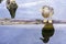 Closeup of a small mottled duck standing on wood and reflecting on Nepean River in Ontario