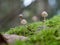 Closeup of small mycena vitilis mushrooms on the mossy ground