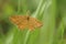 Closeup on a small orange Ochraceous Wave geometer moth, Idaea serpentat with spread wings