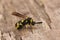 Closeup on a small parasitic wasp, Leucospis dorsigera sitting on wood