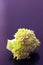 Closeup of a small piece of broccoli on purple