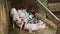 Closeup small pink and spotted piglets sleep together next to brown hairy sow