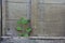 Closeup of a small plant infront of a wooden surface